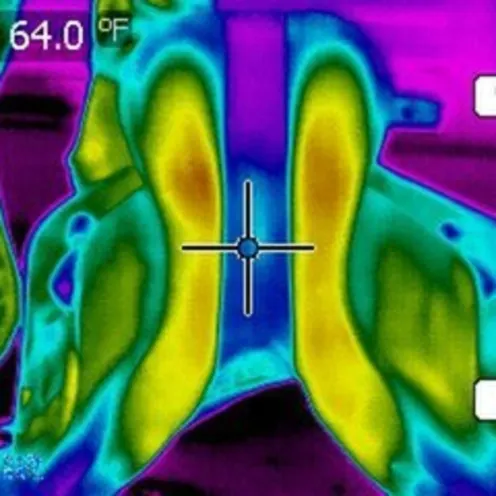 Thermal image of a horse
